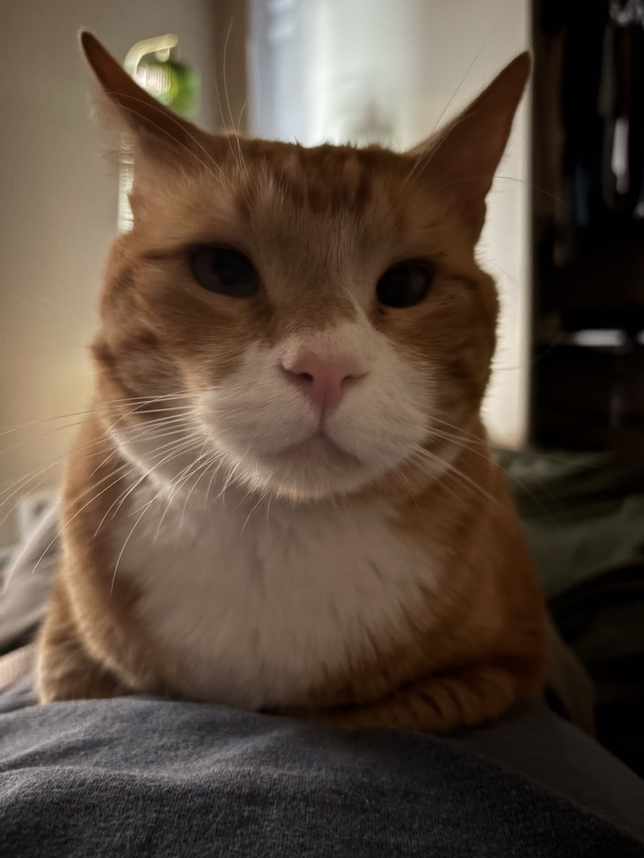 Cheese the cat
