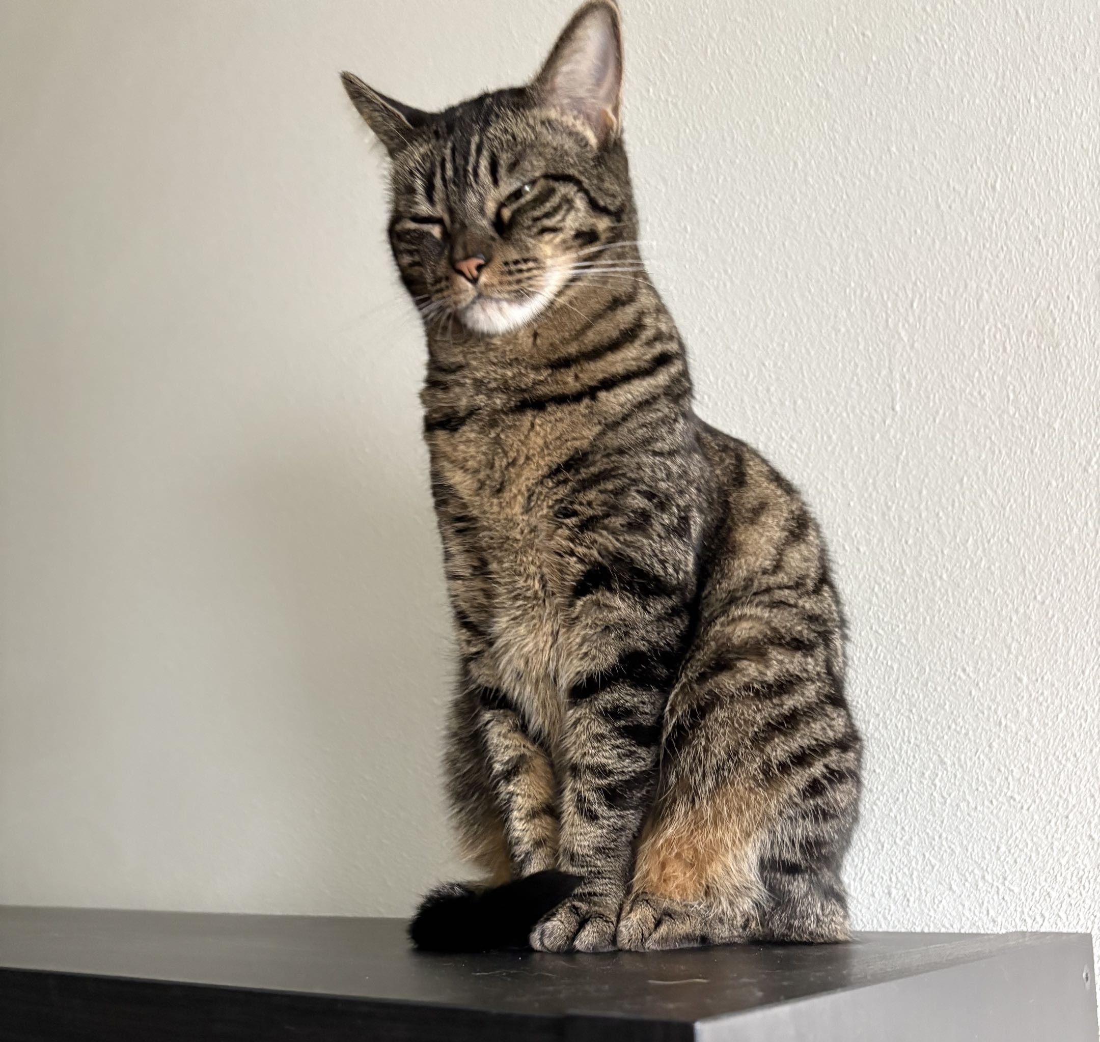 Chicken the cat