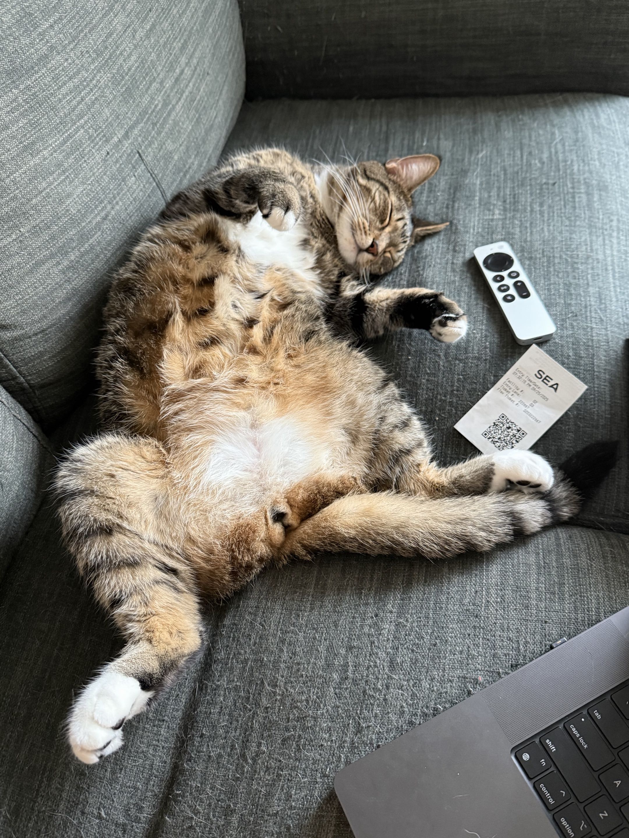 Dingus the cat